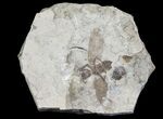 Fossil March Fly (Plecia) - Green River Formation #65134-1
